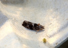 Diamond-back Marble (Eudemis profundana)