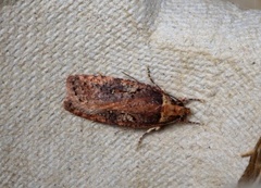 Large Purple Flat-body (Agonopterix liturosa)