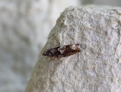 Brun kveldvikler (Epinotia immundana)