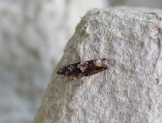 Common Birch Bell (Epinotia immundana)