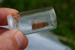 Least Yellow Underwing (Noctua interjecta)