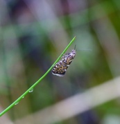 Glyphipterix bergstraesserella