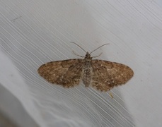 Einerdvergmåler (Eupithecia intricata)