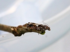 Common Birch Bell (Epinotia immundana)
