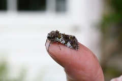 Flekkfly (Crypsedra gemmea)