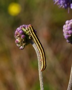 Broom Moth (Ceramica pisi)