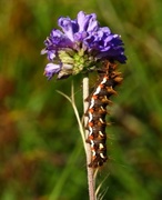 Knot Grass (Acronicta rumicis)