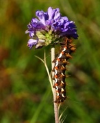 Syrekveldfly (Acronicta rumicis)