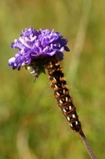 Knot Grass (Acronicta rumicis)
