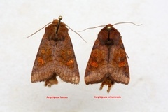 Large Ear (Amphipoea lucens)