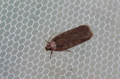 Brown Flat-body (Depressaria badiella)