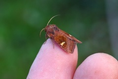 Large Ear (Amphipoea lucens)