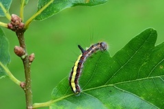 Psikveldfly (Acronicta psi)