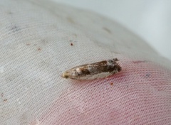 Small Birch Bell (Epinotia ramella)