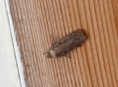 Brown Flat-body (Depressaria badiella)