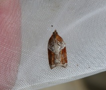 Buskflatvikler (Acleris laterana)