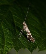Lilac Leafminer (Gracillaria syringella)