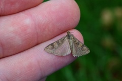 Smalengmott (Nomophila noctuella)