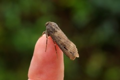 Langvingejordfly (Agrotis ipsilon)