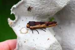 Red Sword-grass (Xylena vetusta)