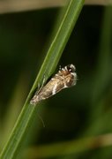 Sedge Fanner (Glyphipterix forsterella)