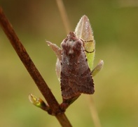 Fiolett vårfly (Cerastis rubricosa)