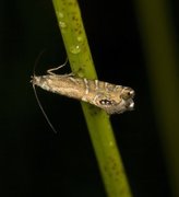 Speckled Fanner (Glyphipterix thrasonella)