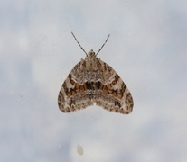 Barred Tooth-striped (Trichopteryx polycommata)