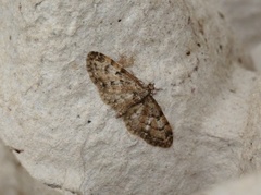 Oak-tree Pug (Eupithecia dodoneata)