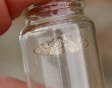 Oak-tree Pug (Eupithecia dodoneata)