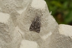 Broket kveldfly (Acronicta auricoma)