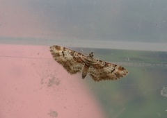 Double-striped Pug (Gymnoscelis rufifasciata)
