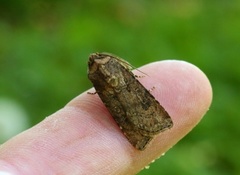 Turnip Moth (Agrotis segetum)