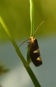 Feathered Bright (Incurvaria masculella)