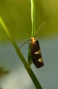 Incurvaria masculella