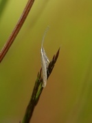 Verge Case-bearer (Coleophora trochilella)