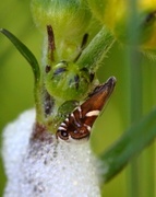 Glyphipterix forsterella