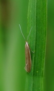 Coleophora alticolella