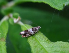 White Sallow Bell (Epinotia subocellana)