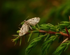 Grandvergmåler (Eupithecia tantillaria)