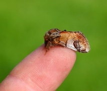 Pebble Prominent (Notodonta ziczac)