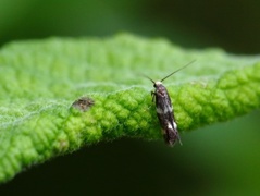 Elachista albifrontella