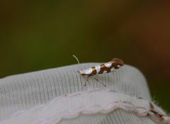Gold-ribbon Argent (Argyresthia brockeella)