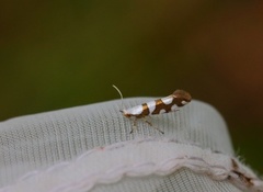 Argyresthia brockeella