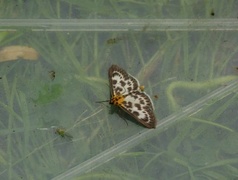 Small Magpie (Anania hortulata)
