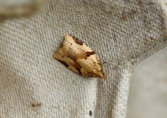 Sumpbladvikler (Clepsis spectrana)