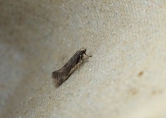 Elachista canapennella