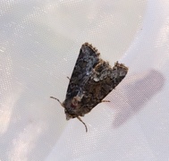 Marbled Minor (Oligia strigilis)