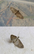 Lerkedvergmåler (Eupithecia lariciata)