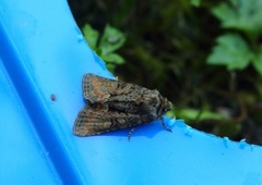 Marbled Minor (Oligia strigilis)